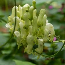 Light Green Aconitum Flower Seeds for Planting – Heirloom Non-GMO High Germination Organic Garden Seeds