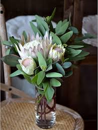 Protea Flower Seeds for Planting – Low Maintenance, Heirloom, Non-GMO, High Germination Garden Seeds