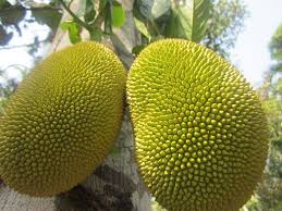 Fruit Seeds,Garden seeds, Seeds For Planting,Plant Seeds