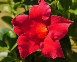 Dipladenia Flower Seeds for Planting – Heirloom, Non-GMO, Pollinator Friendly Organic Garden Seeds