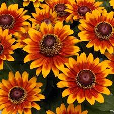 Chocolate Orange Rudbeckia Flower Seeds for Planting – Heirloom, Non-GMO, High Germination Organic Garden Seeds
