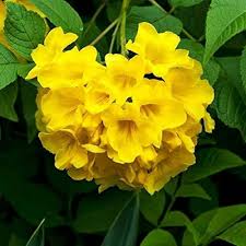 Tecoma Flower Seeds for Planting | Heirloom Non-GMO High Germination Organic Garden Seeds