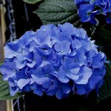 Blue Purple Hydrangea Flower Seeds for Planting – Heirloom, Non-GMO, Long Bloom Season Organic Garden Seeds