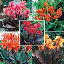 Perennial Canna Flower Seeds for Planting – Colorful Display, Heirloom, Non-GMO, High Germination Garden Seeds