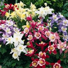 Mixed Aquilegia Flower Seeds for Planting – Heirloom, Non-GMO, High Germination Organic Garden Seeds