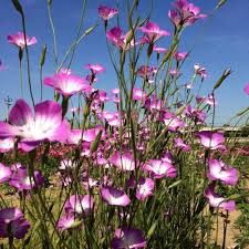 Corncockle Flower Seeds for Planting – Easy to Grow, Heirloom, Non-GMO, Organic Garden Seeds