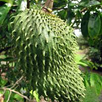 Fruit Seeds,Garden seeds, Seeds For Planting,Plant Seeds