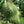 Fruit Seeds,Garden seeds, Seeds For Planting,Plant Seeds