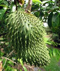 Fruit Seeds,Garden seeds, Seeds For Planting,Plant Seeds