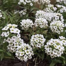 Alyssum Flower Seeds for Planting – Heirloom, Non-GMO, High Germination Organic Garden Seeds
