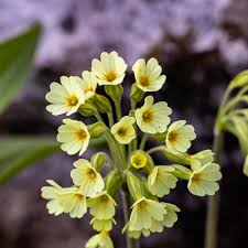 Lycoctonum Flower Seeds for Planting – Drought Tolerant, Heirloom & Non-GMO Seeds