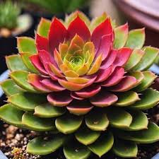 Yellow Red Echeveria Flower Seeds for Planting - Heirloom, Non-GMO, High Germination Organic Garden Seeds