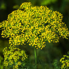 Anethum Graveolens Flower seeds for Planting – Bright Blooms, Heirloom & GMO Free Seeds for Home Garden, High Germination