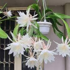 Silver Epiphyllum Flower Seeds for Planting – Heirloom, Non-GMO, High Germination Organic Garden Seeds