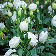 White Lisianthus Echo Flower Seeds – Heirloom, Non-GMO, High Germination Organic Garden Seeds