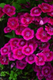 Pink Carnation Dianthus Caryophyllus Seeds – Heirloom, Non-GMO, High Germination Organic Garden Seeds