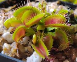 Carnivorous Flower Seeds for Planting – Heirloom, Non-GMO, Compact Growth Organic Garden Seeds