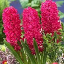 Red Hyacinth Flower Seeds for Planting | Heirloom Non-GMO Organic Garden Seeds, Sun Loving, High Germination