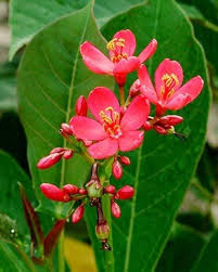 Jatropha Flower Seeds for Planting – Wildflower Mix Heirloom Non-GMO Organic Garden Seeds
