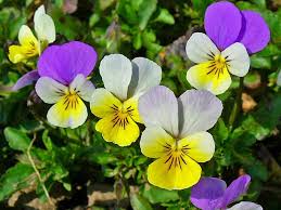 Pansy Heartsease Flower Seeds for Planting – Easy to Grow, Heirloom, Non-GMO, High Germination