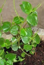 Peperomia Pellucida Flower Seeds for Planting – Seasonal Bloomer, Heirloom, Non-GMO, High Germination Garden Seeds