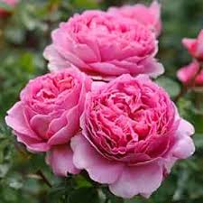 Dark Pink Double Petal English Rose Seeds for Planting – Heirloom, Non-GMO, High Germination, Organic Garden Seeds