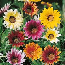 Gazania Rigens Flower Seeds for Planting – Heirloom, Non-GMO, Pollinator-Friendly, High Germination
