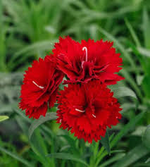 Deep Red Carnation Flower Seeds for Planting | Heirloom Non-GMO High Germination Organic Garden Seeds