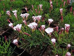 Oxalis Versicolor Flower Seeds for Planting – Heirloom, Non-GMO, High Germination Organic Garden Seeds