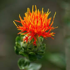 Safflower Flower Seeds for Planting – Colorful Display, Heirloom, Non-GMO, High Germination Home Garden