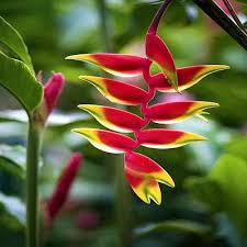 Mixed Strelitzia Flower Seeds for Planting – Heirloom Non-GMO High Germination Organic Garden Seeds