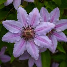 Mixed Nelly Moser Flower Seeds for Planting | Heirloom Non-GMO Seeds, High Germination