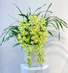 Light Green Cymbidium Orchid Flower Seeds for Planting | Heirloom Non-GMO Organic Garden Seeds, Cut Flower Favorite, High Germination
