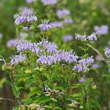 Purple Monarda Fistulosa Flower Seeds for Planting – Heirloom, Non-GMO, High Germination Organic Garden Seeds