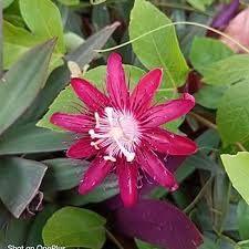 Dark Pink Passiflora Flower Seeds for Planting – Premium Quality, Heirloom, Non-GMO, High Germination