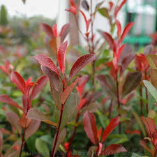 Red Photinia Robin Flower Seeds for Planting – Heirloom Non-GMO Drought Tolerant Organic Garden Seeds