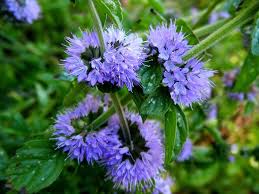 Pennyroyal Flower Seeds for Planting – Heirloom, Non-GMO, High Germination Organic Garden Seeds