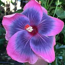 Pink Blue Hibiscus Flower Seeds for Planting – Heirloom, Non-GMO, High Germination Organic Garden Seeds