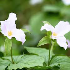 Trillium Flower Seeds for Planting – Premium Quality, Heirloom, Non-GMO, High Germination Garden Seeds