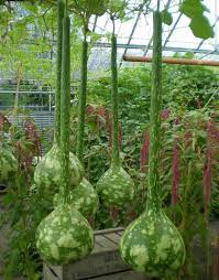 Vegetable Seeds,Garden seeds, Seeds For Planting,Plant Seeds