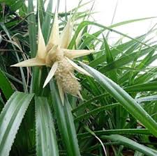 Heirloom Screwpine Flower Seeds for Planting – Non-GMO, Cut Flower Organic Garden Seeds