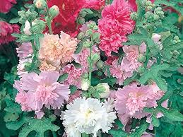 Mixed Hollyhock Double Flower Seeds for Planting – Perfect for Borders, Heirloom, Non-GMO Seeds for Home Garden