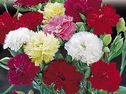 Carnation Flower Seeds for Planting - Seasonal Bloomer, Heirloom, Non-GMO, High Germination Organic Garden Seeds