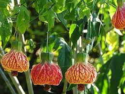 Abutilon Hybridum Flower Seeds for Planting – Heirloom, Non-GMO, Fragrant Blossoms Organic Garden Seeds