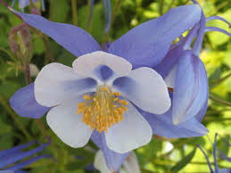 Blue White Aquilegia Coerulea Flower Seeds for Planting – Heirloom, Non-GMO, High Germination Organic Garden Seeds