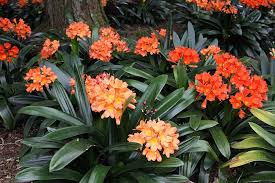 Orange Miniata Flower Seeds for Planting – Heirloom, Non-GMO, Bright Blooms Organic Garden Seeds