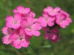 Pink Dianthus Cardinal Flower Seeds for Planting – Colorful Display Heirloom Non-GMO High Germination Organic Garden Seeds