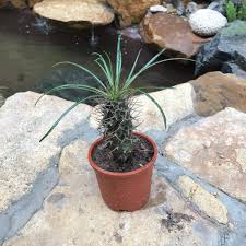 White Pachypodium Lamerei Flower Seeds for Planting - Heirloom, Non-GMO, High Germination Organic Garden Seeds