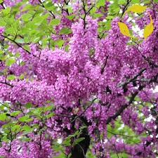 Heirloom Cercis Siliquastrum Flower Seeds for Planting – Non-GMO, Easy to Grow Organic Garden Seeds