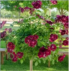 Maroon Climbing Rose Flower Seeds for Planting – Heirloom, Non-GMO, High Germination Organic Garden Seeds
